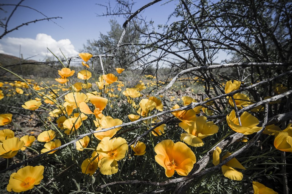 Blooming Mexican Poppies