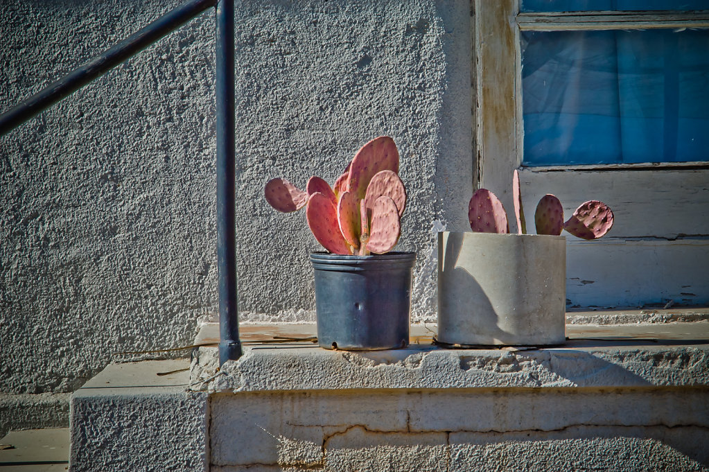 Potted Cactus