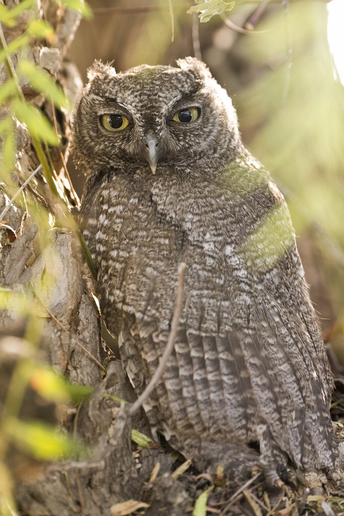 Mature Western Screech Owl