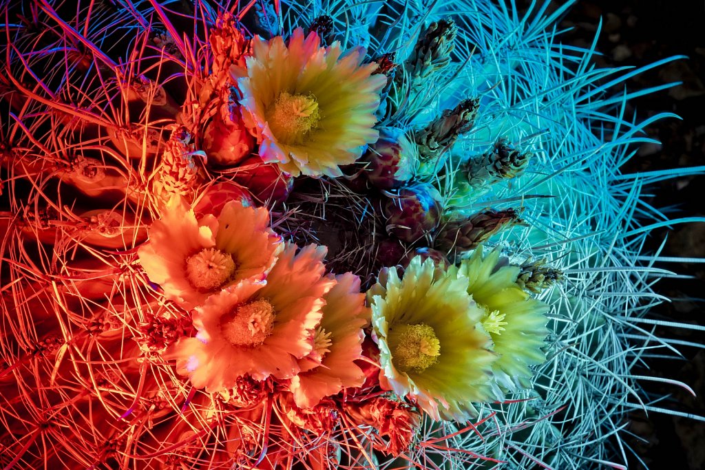Cactus-flowers0923-016-HDR.jpg