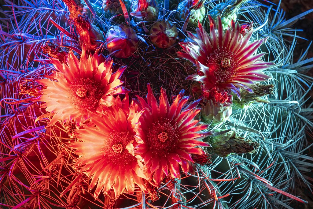 Cactus-flowers0923-019-HDR.jpg